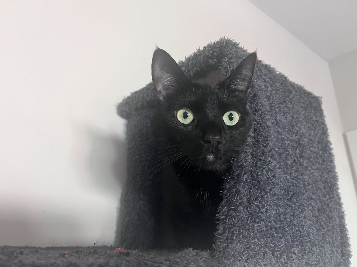 fallon iverson tweet media