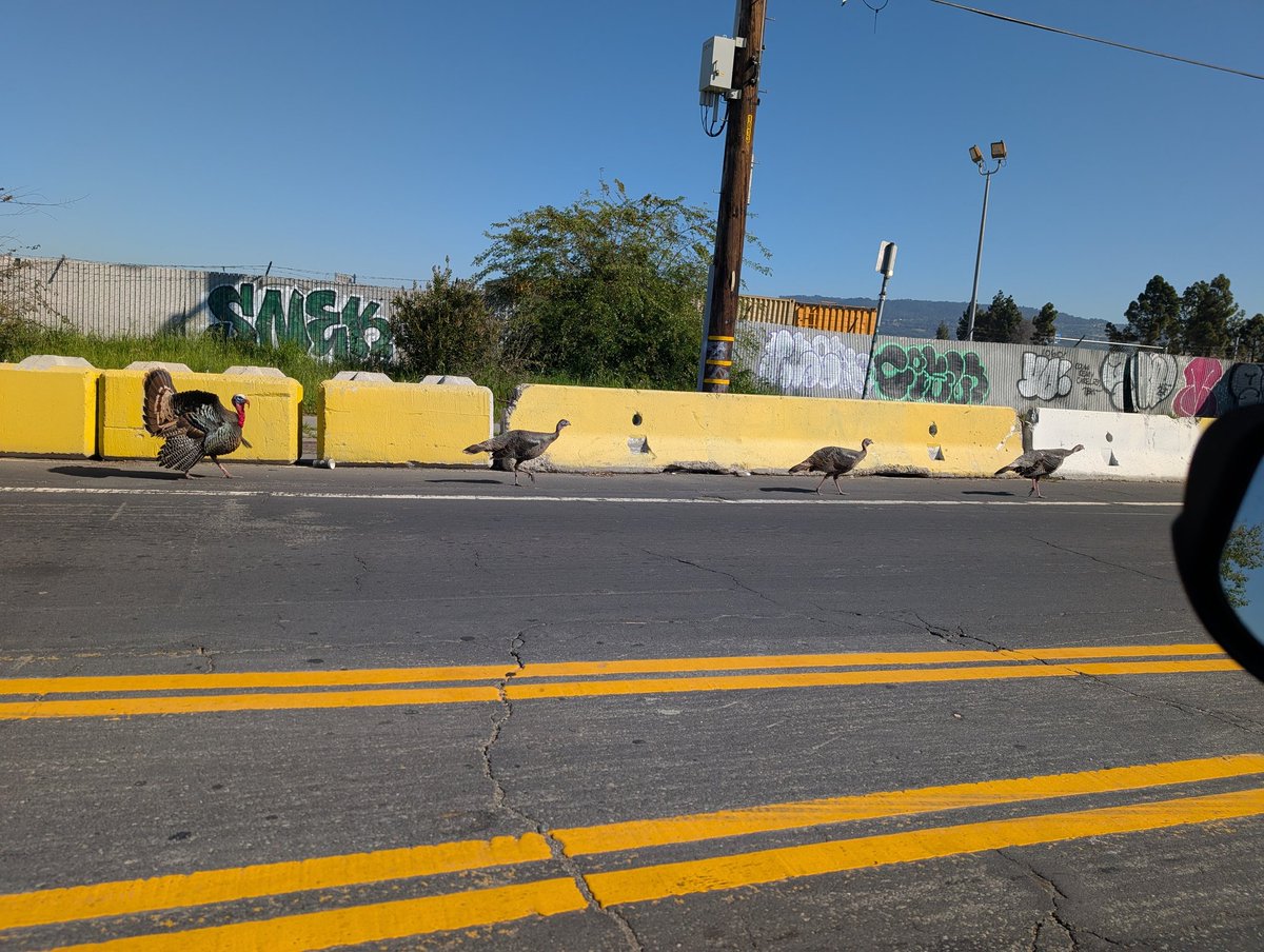 MorgageFlimFlam's tweet photo. Alameda Ave Oakland today. https://t.co/YrjcZ9Z0DL