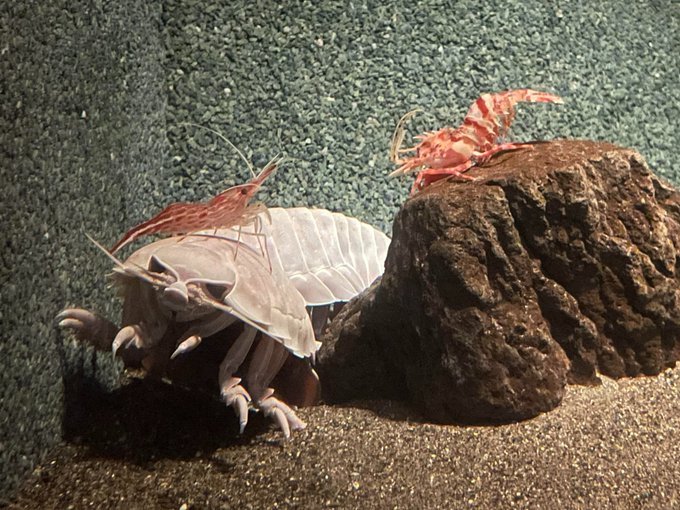 ☁️ io tweet media