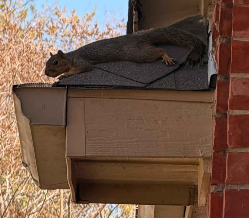 Steve Cubes tweet media