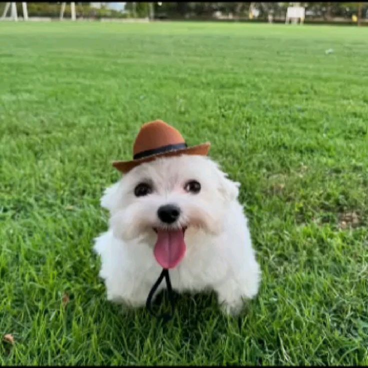 7Shzzdow tweet media