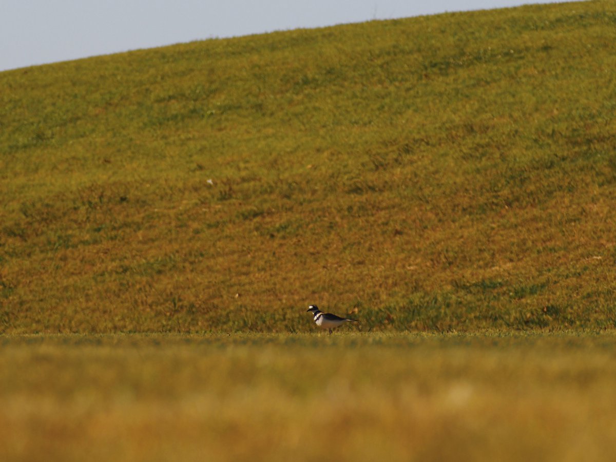 Brother Green tweet media