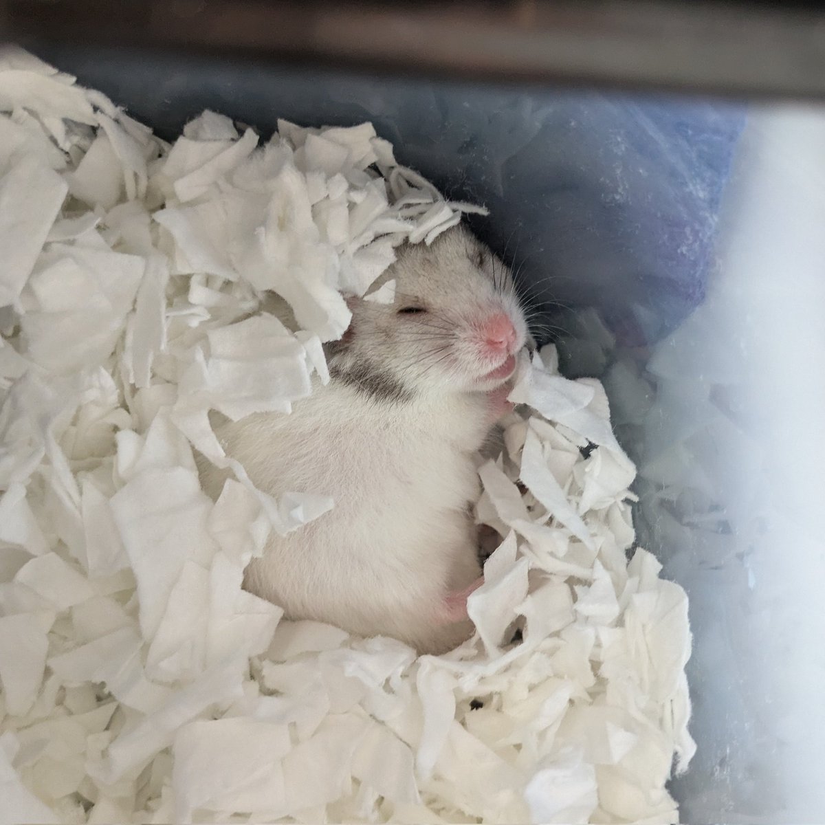 ジャンガリアン飼育初心者 tweet media