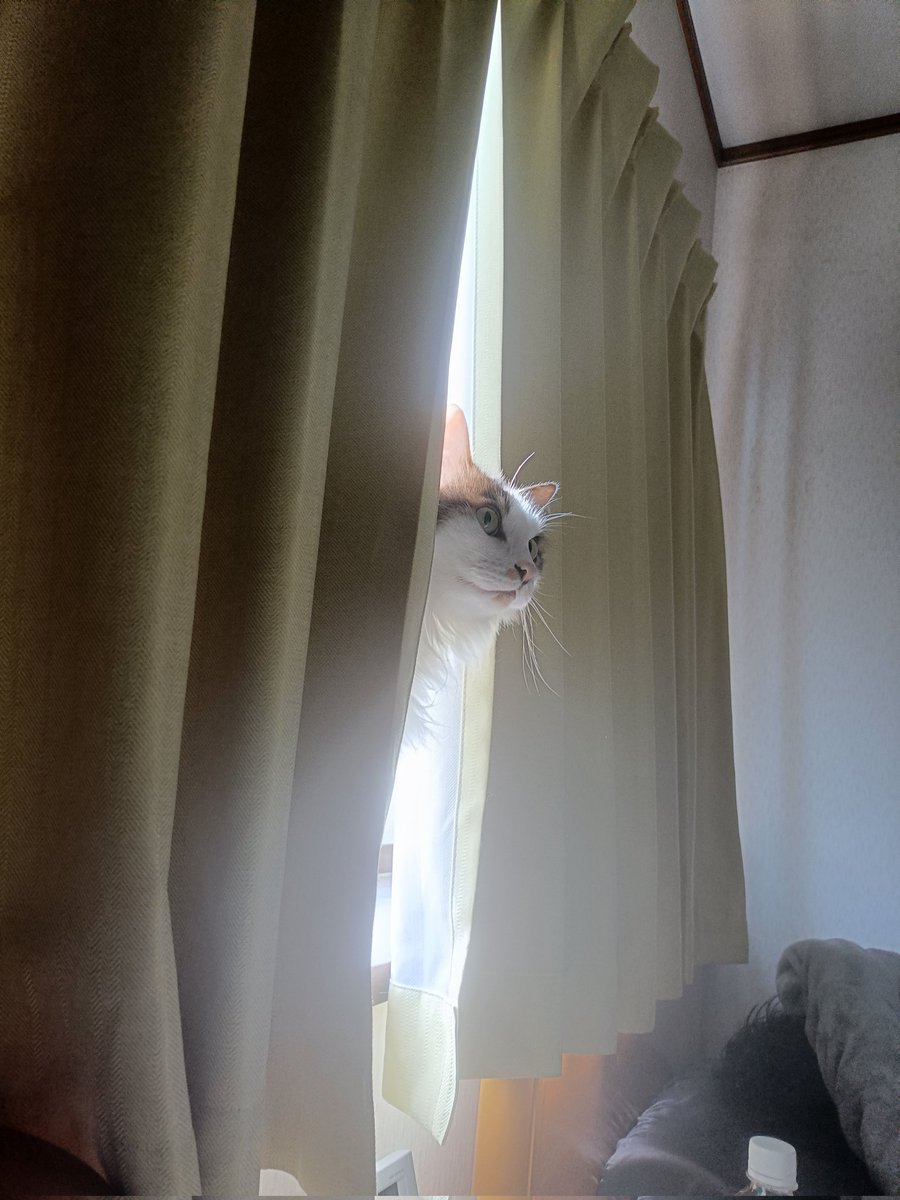 idolcat_tk's tweet photo. 猫神様 https://t.co/IBwV7S4Tak