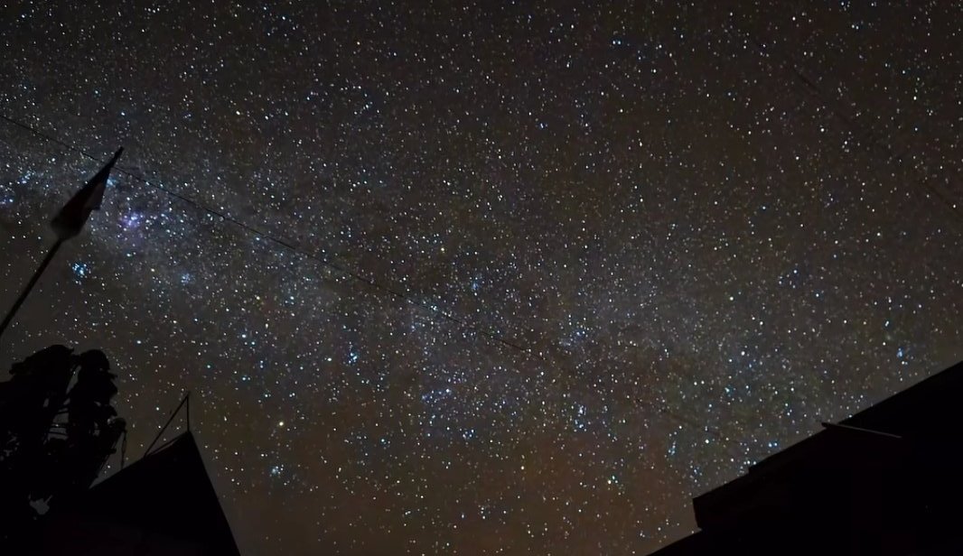 sunflower tweet media