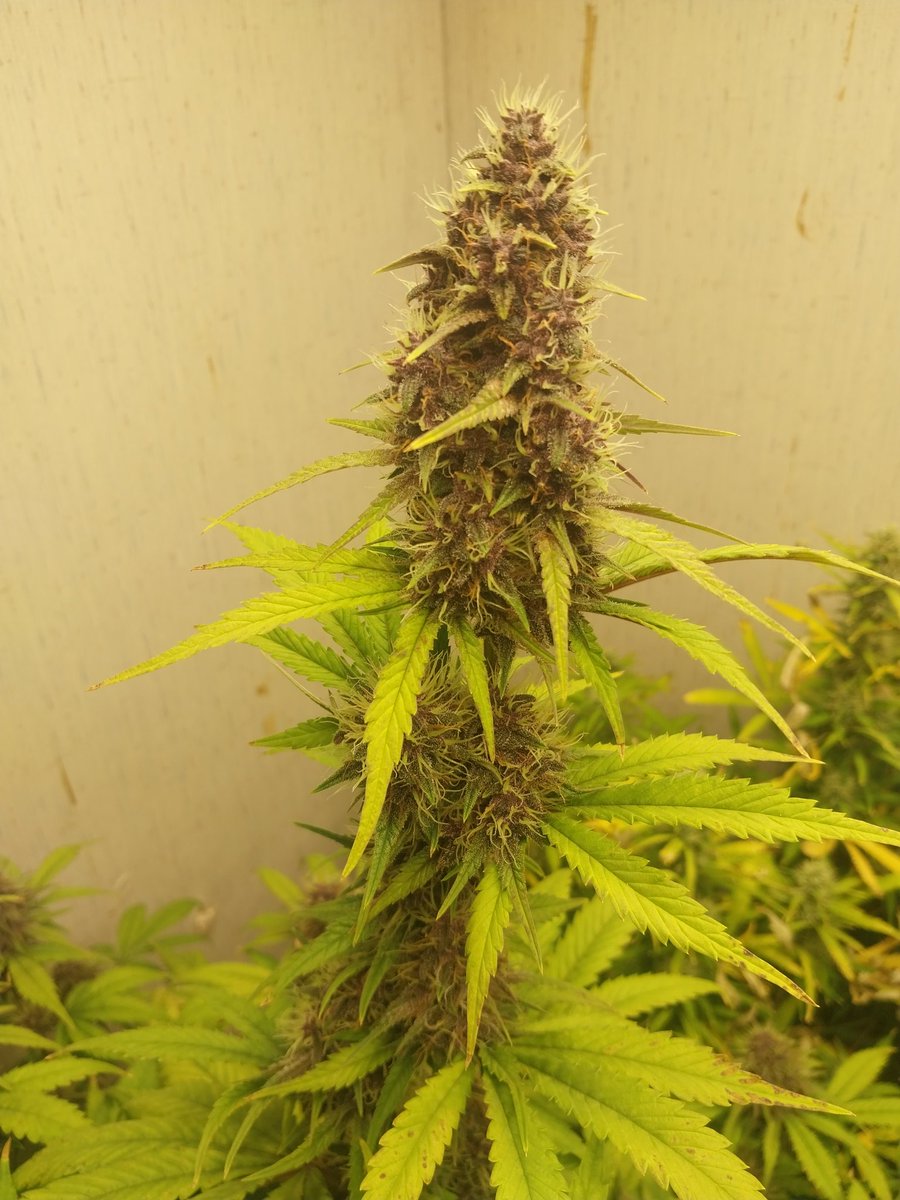 Fish Grows Weed tweet media