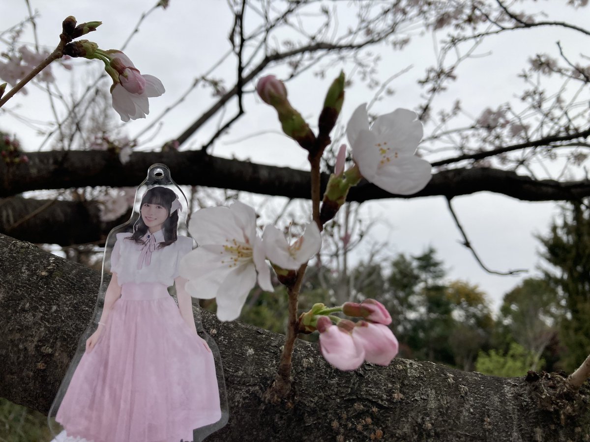 hyouzannno's tweet image. #39Color 
#花束
 さくちゃん桜だよ