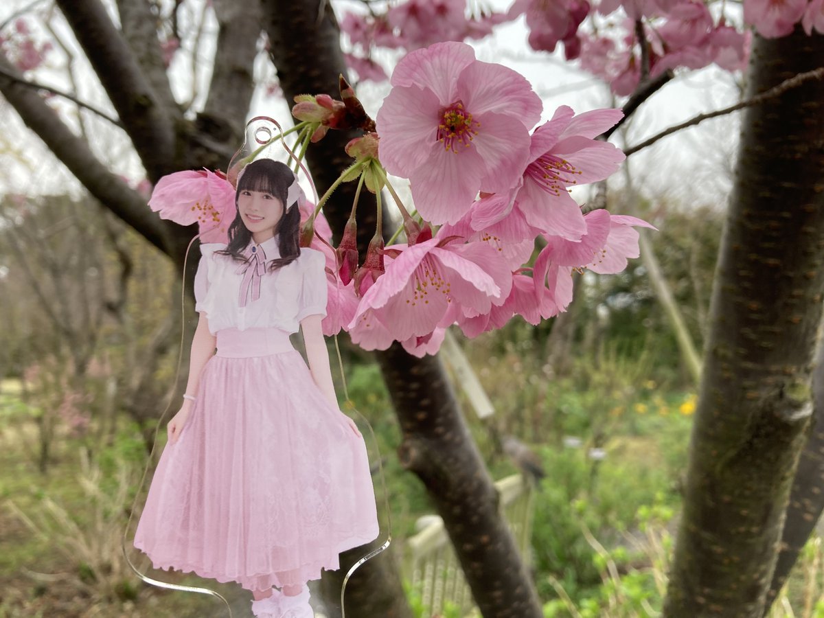 hyouzannno's tweet image. #39Color 
#花束
 さくちゃん桜だよ