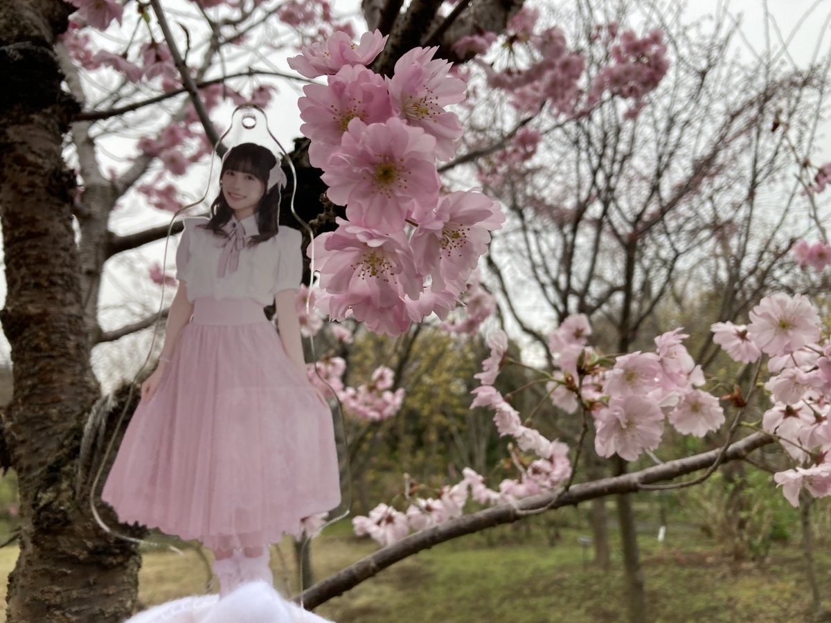 hyouzannno's tweet image. #39Color 
#花束
 さくちゃん桜だよ