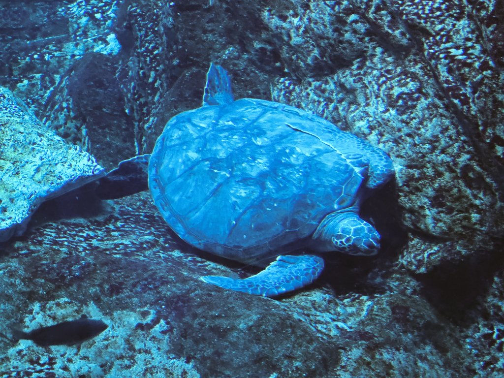 海ぶどう tweet media