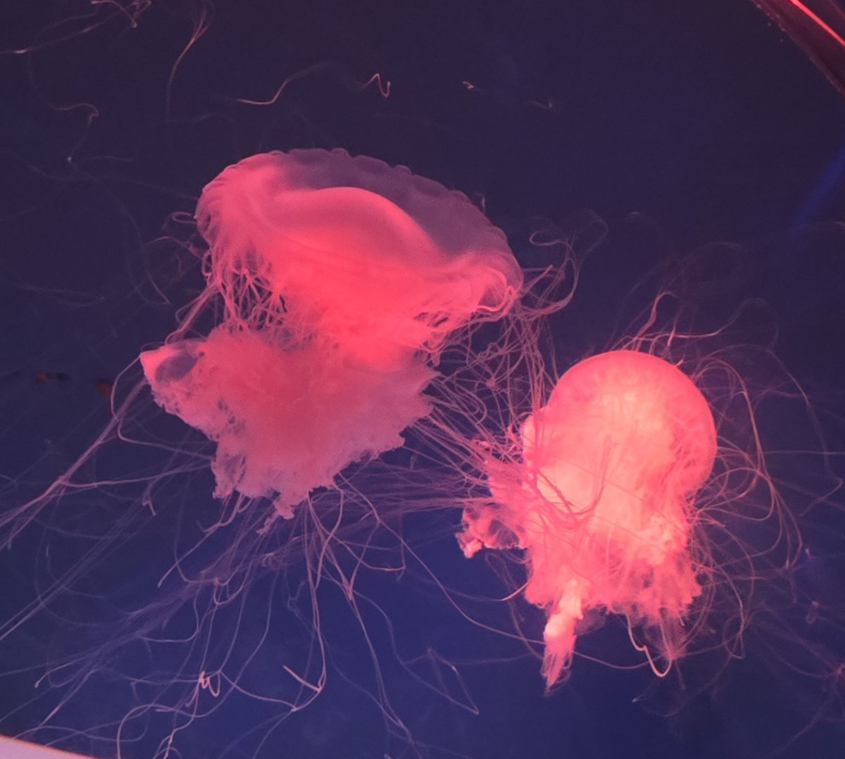 海ぶどう tweet media