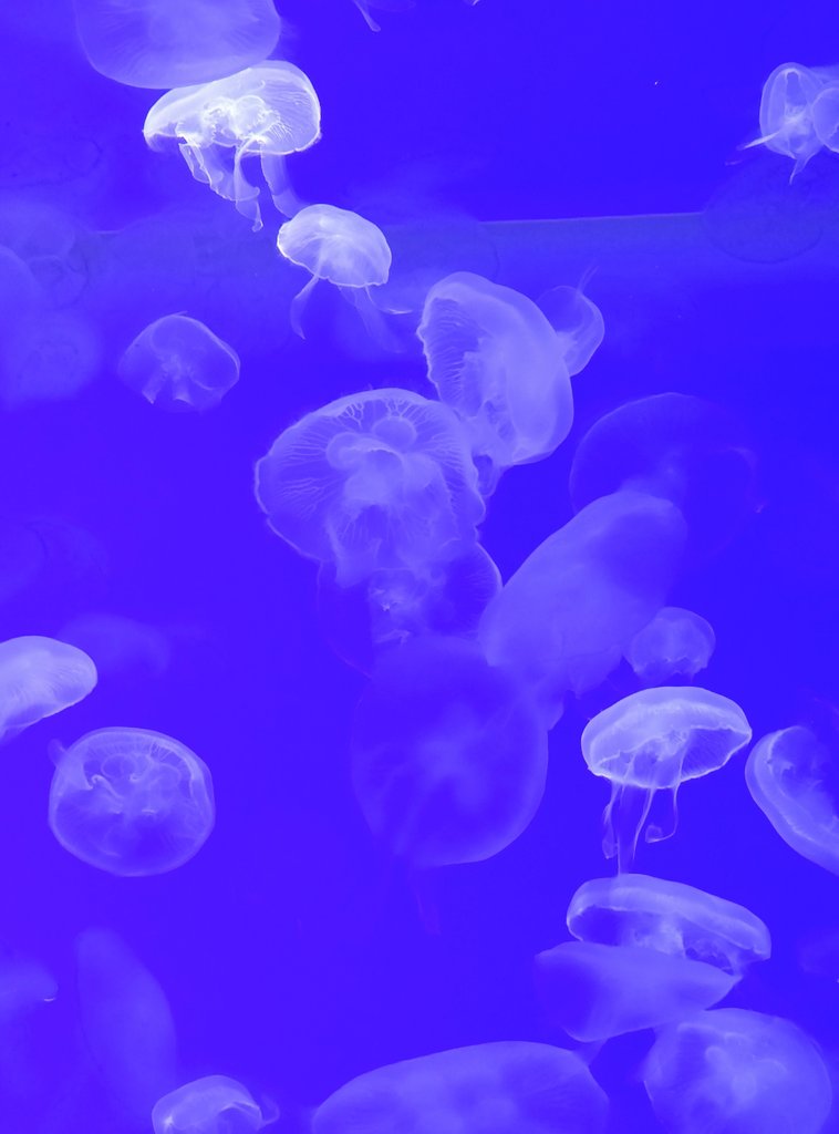 海ぶどう tweet media