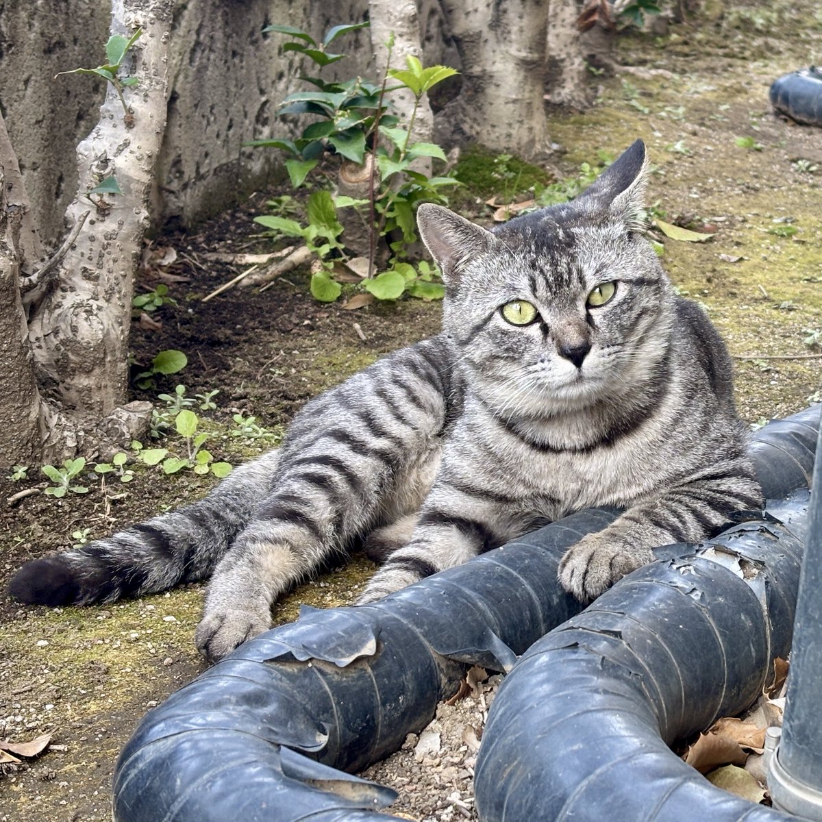 nyantamach222's tweet photo. 新玉旅館にはいろいろな猫がやってくる

現場猫、ウミネコ、態度がデカい猫 https://t.co/Q9SRp1WmZq