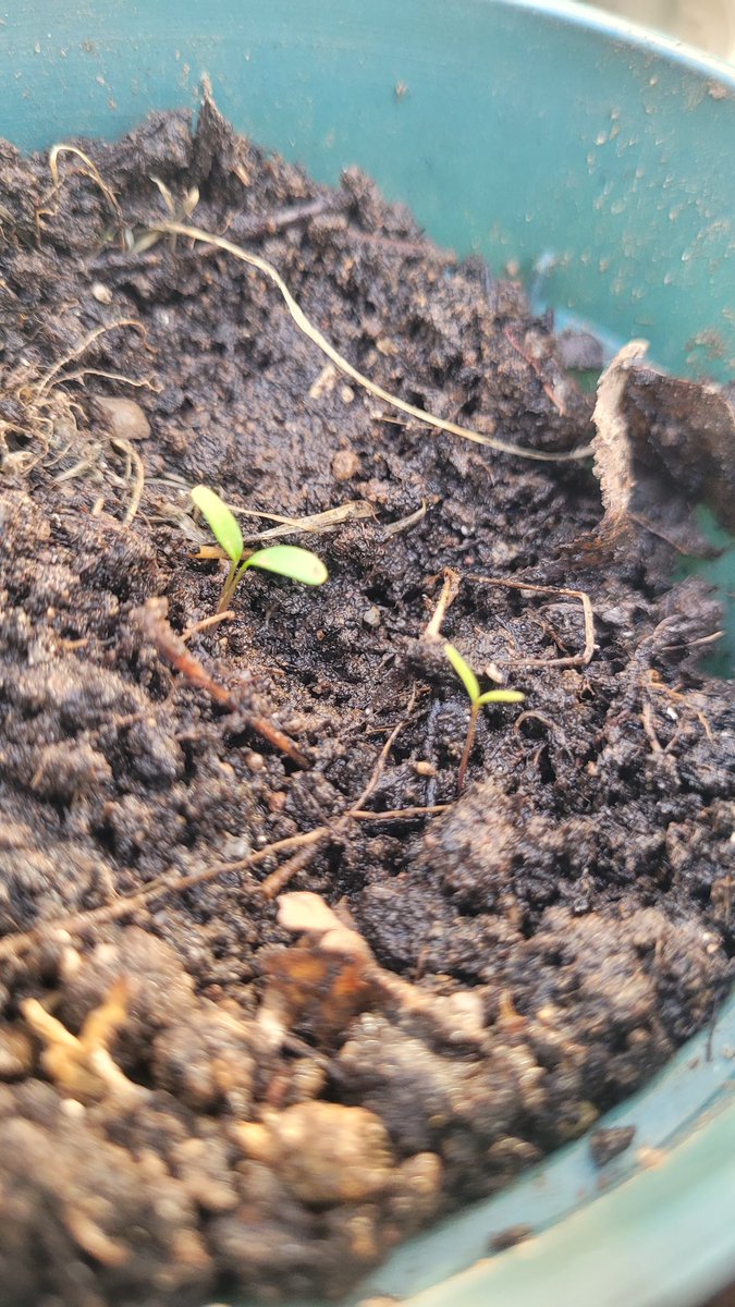 Bitgamer tweet media