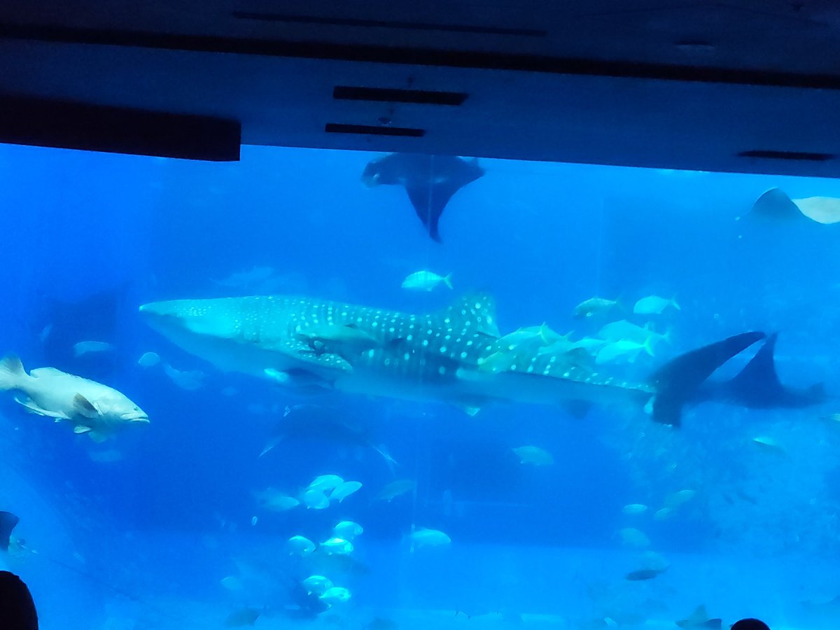 ke 箱推しドラマー💅✨️ 🎤👑 ☄️ 👾 🌾 👑🐃 (@kei_drummer8) on Twitter photo 