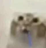 BasicFoxFurry tweet media