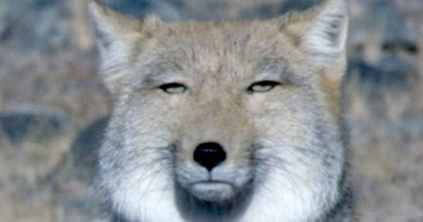 当直したくな医 tweet media