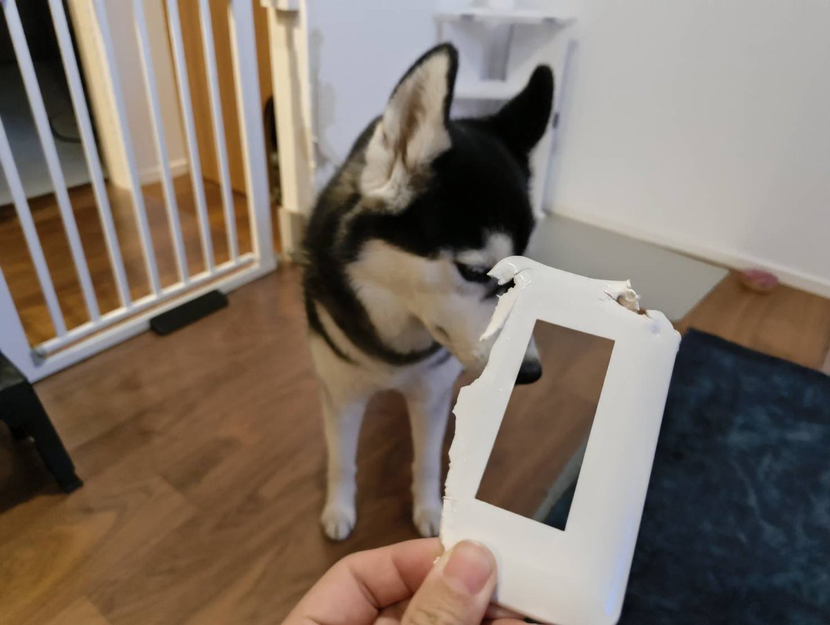 エトアルサン!@キジトラ &ハスキー tweet media