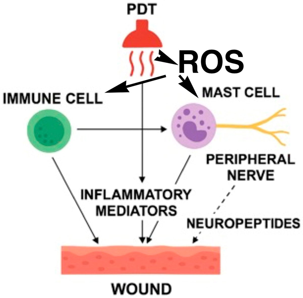 Biomedicines MDPI tweet media