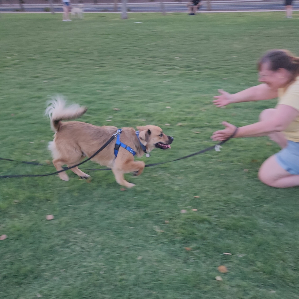 LegendAcres's tweet image. Dogs learn best when we understand why they do what they do — not just what they do.

Today’s focus: calm competence starts with clarity and structure, not pressure.
#LegendAcres #ForceFreeTraining #DogBehavior #CalmDogs