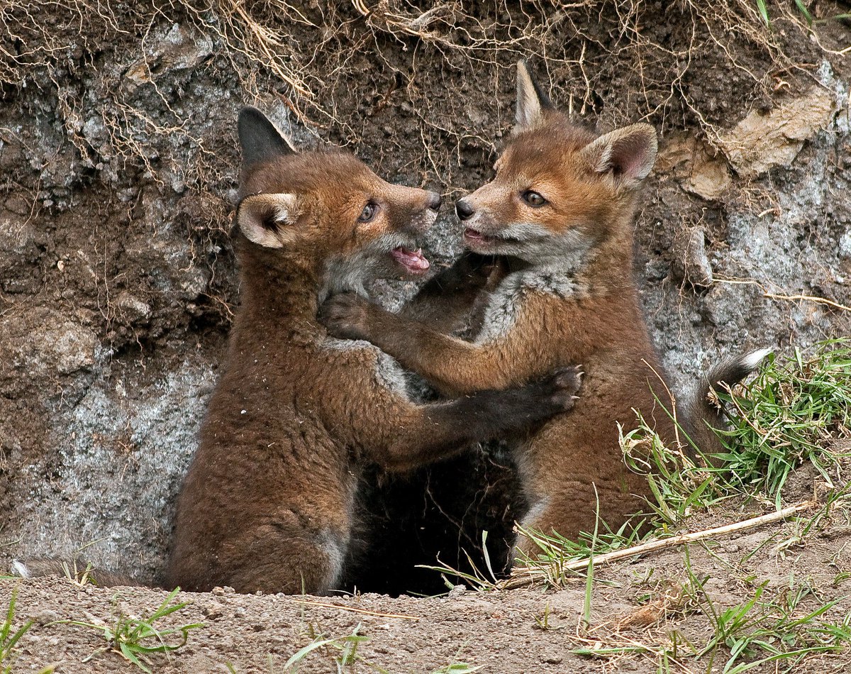 OccasionalFops tweet media