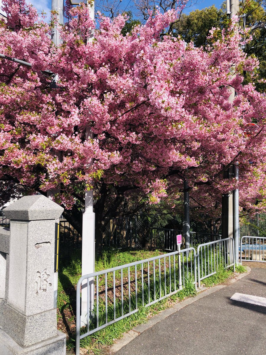 SHOPpeaberry tweet media