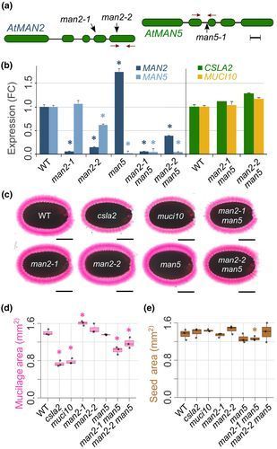 New Phytologist tweet media
