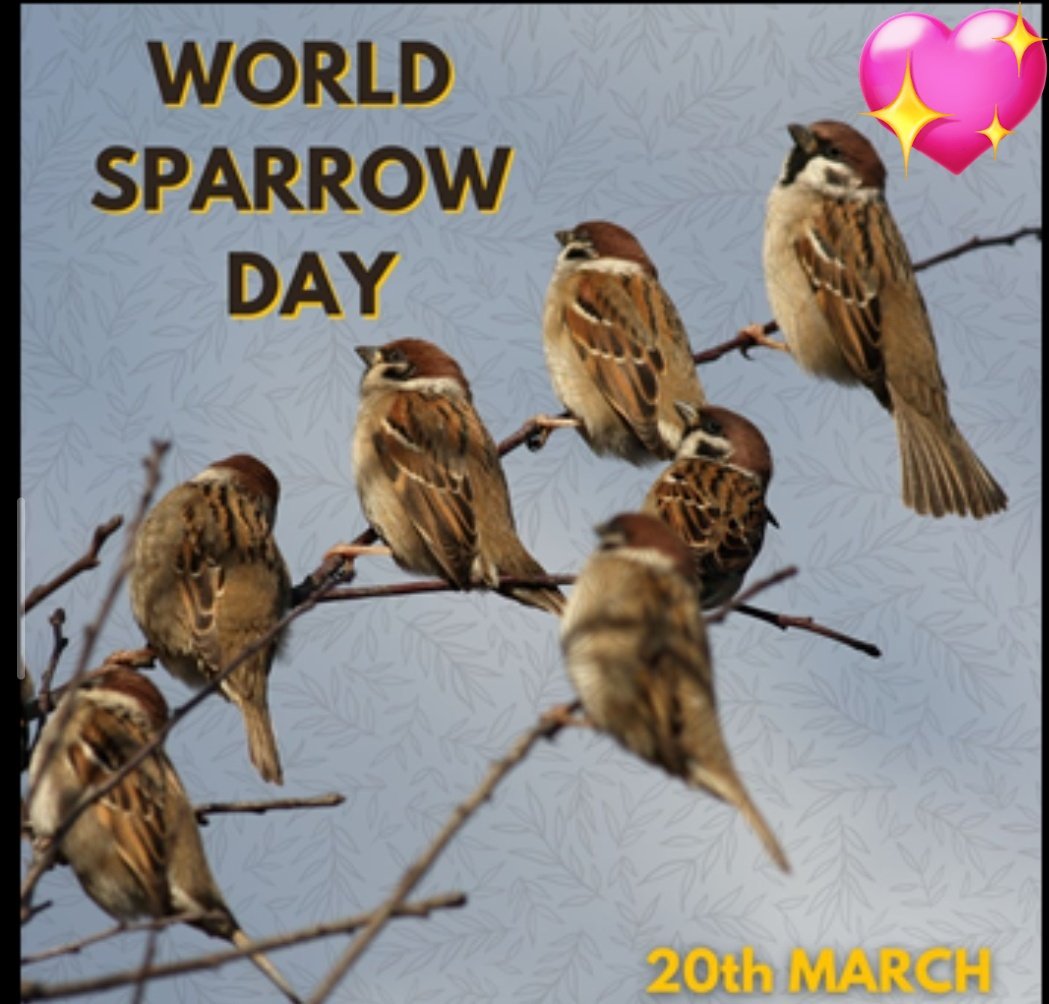 Tan Singh Kapil tweet media