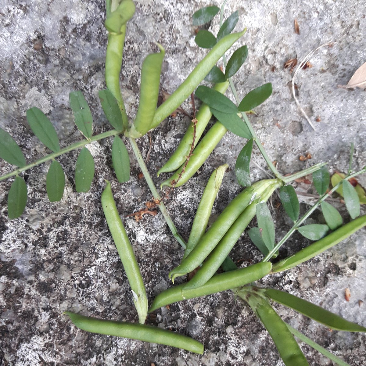 Tek Khadka tweet media