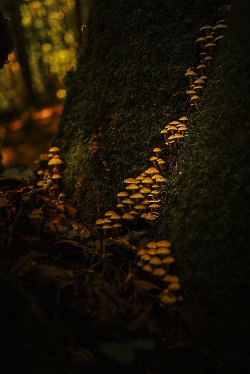 Fable 🍁 tweet media