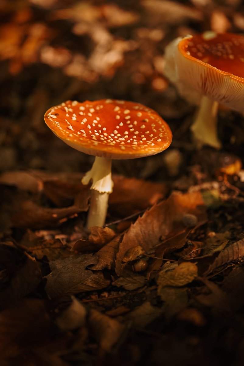 Fable 🍁 tweet media