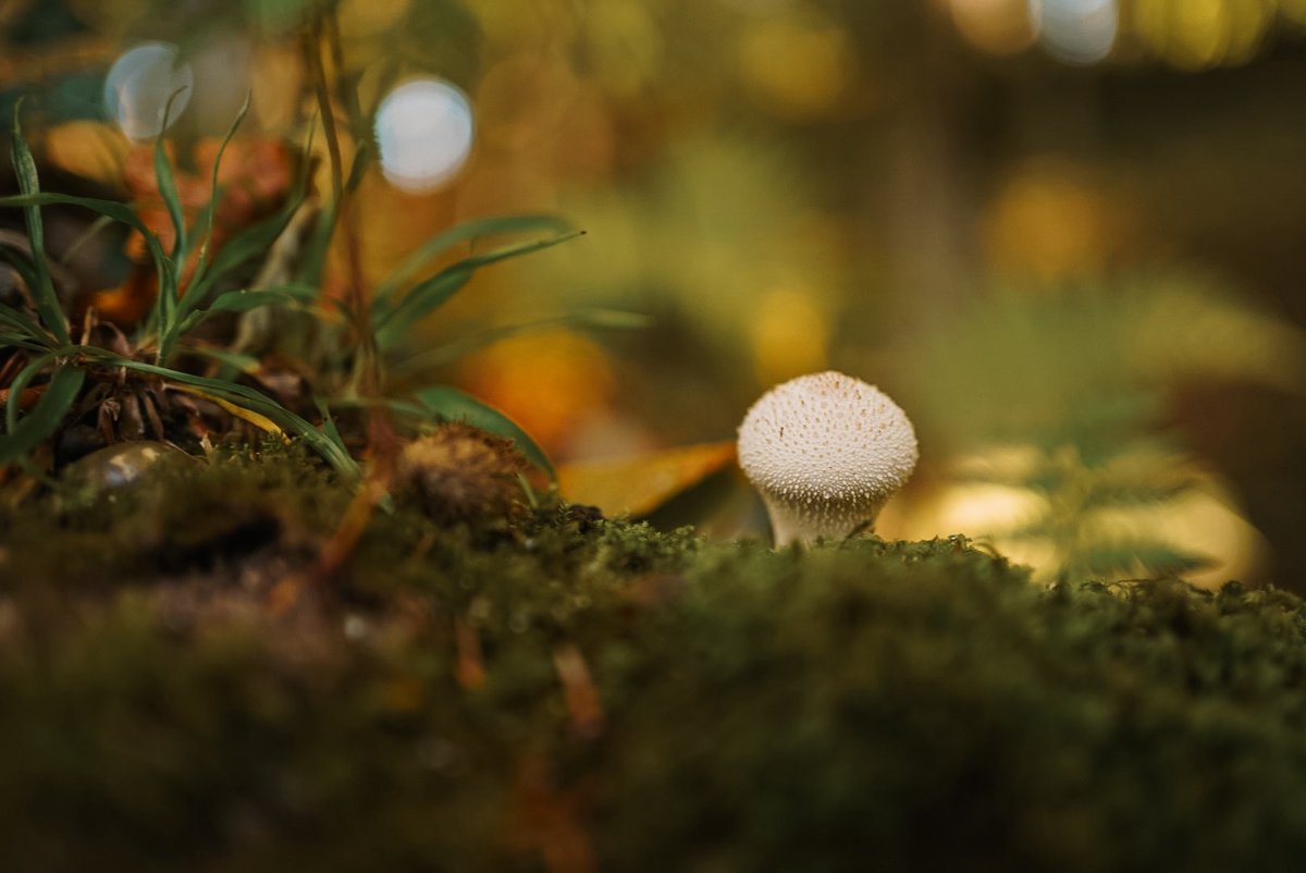 Fable 🍁 tweet media