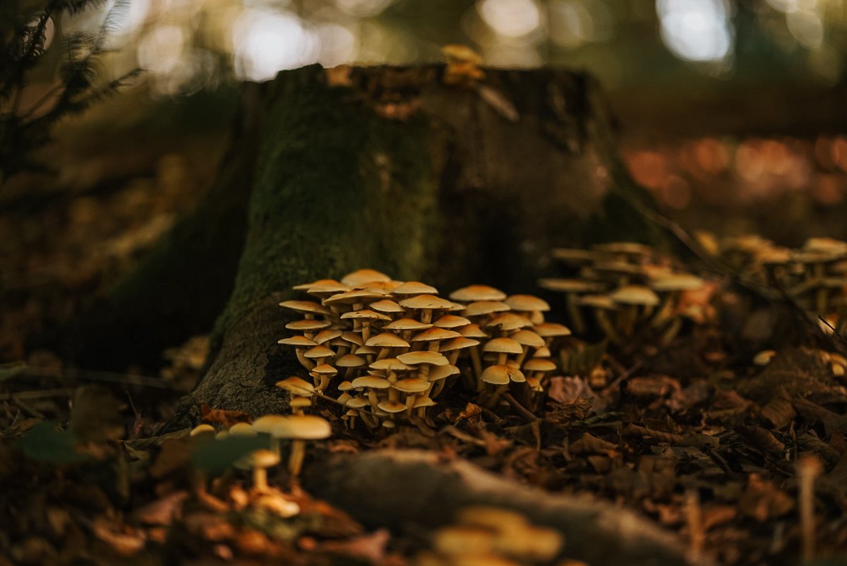 Fable 🍁 tweet media