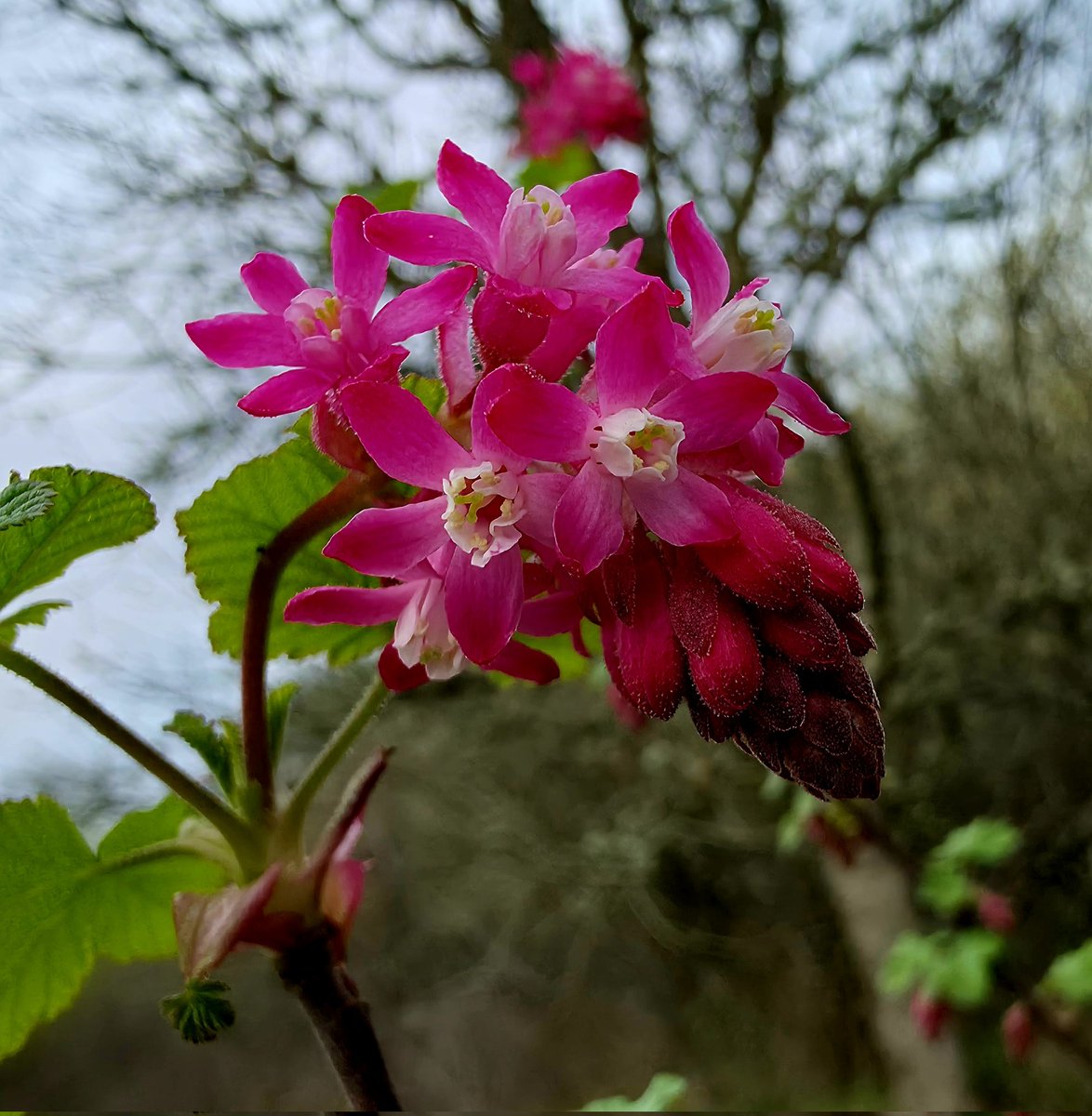 🐺🛡️ArmorOfFaith tweet media