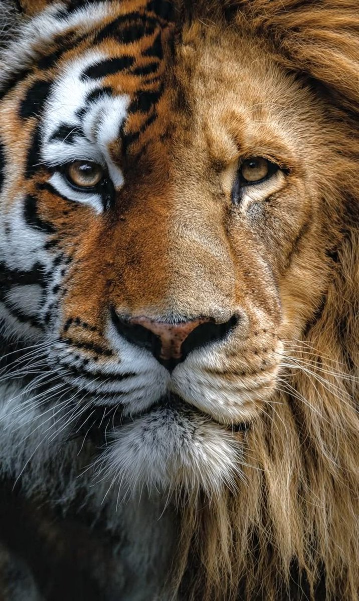 vivaneil tweet media