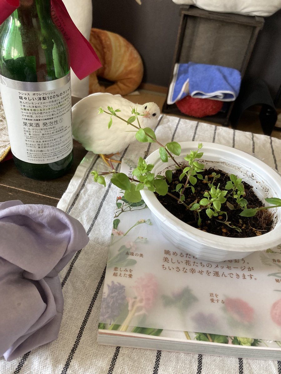 また少し写真が容量圧迫してきましたね…これは昨年の幼鳥から大人にかけての金蜜氏です