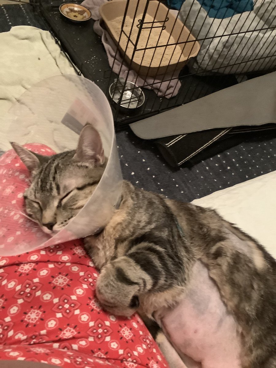 Mr. Max (MuffinRIP), George and Ernie tweet media