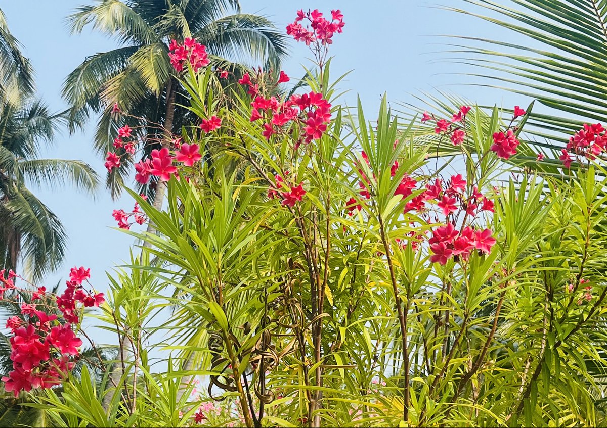 RBakshee's tweet image. When you find the #purpose ,#path follows  naturally