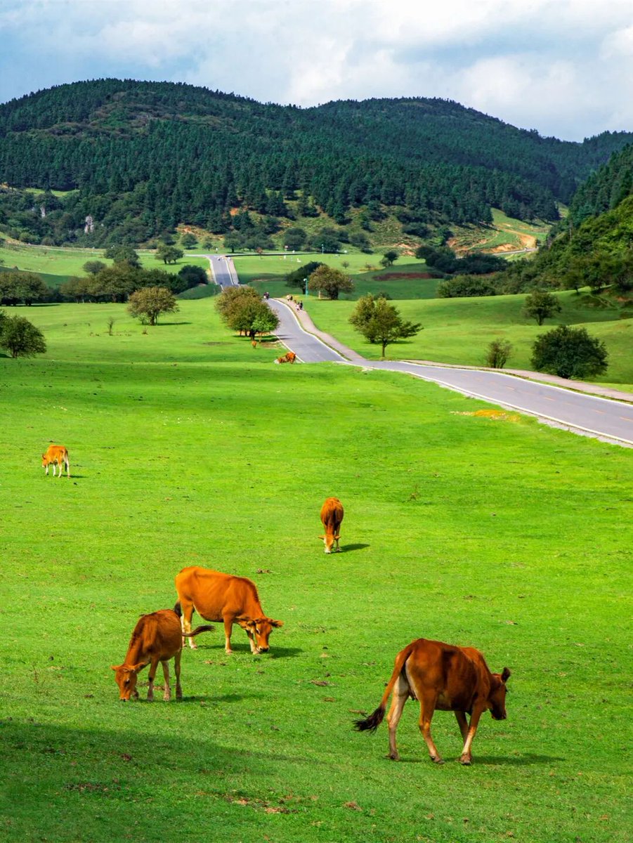 DiscoverWulong's tweet image. Spring in Wulong’s Fairy Mountain is a date with nature. 🌿
Endless meadows stretch before you, fresh green shoots just peeking through. The gentle breeze is perfect for flying kites.
#Wulong #FairyMountain #SpringInChina #Travel