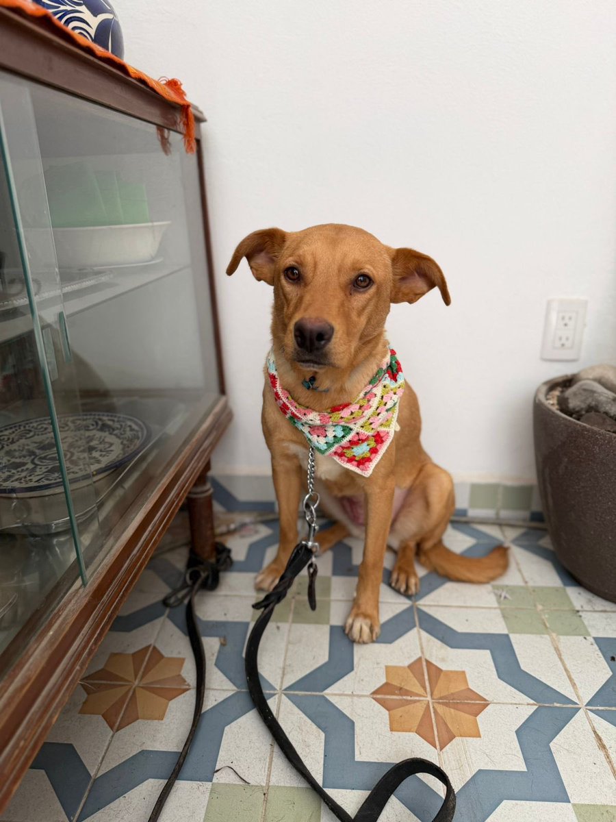 𝙷𝚎𝚕𝚊 𝙼𝚘𝚛𝚎 🐶 tweet media