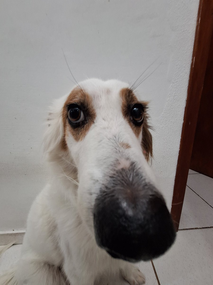 jorgebus ᝐ tweet media