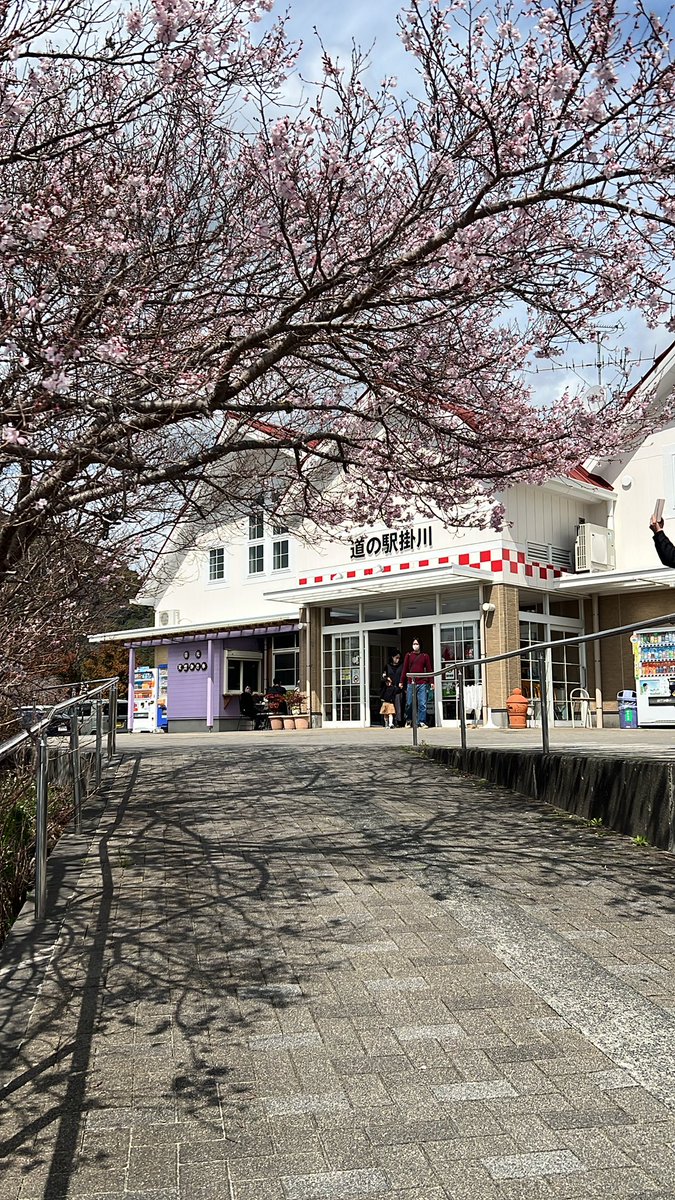 tukijiSP's tweet photo. 掛川はだいぶ咲いてる^_−☆ https://t.co/dhalGLOQia