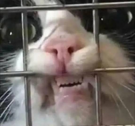 Ryuusa ₍ᐢ. .ᐢ₎ 🥀 tweet media