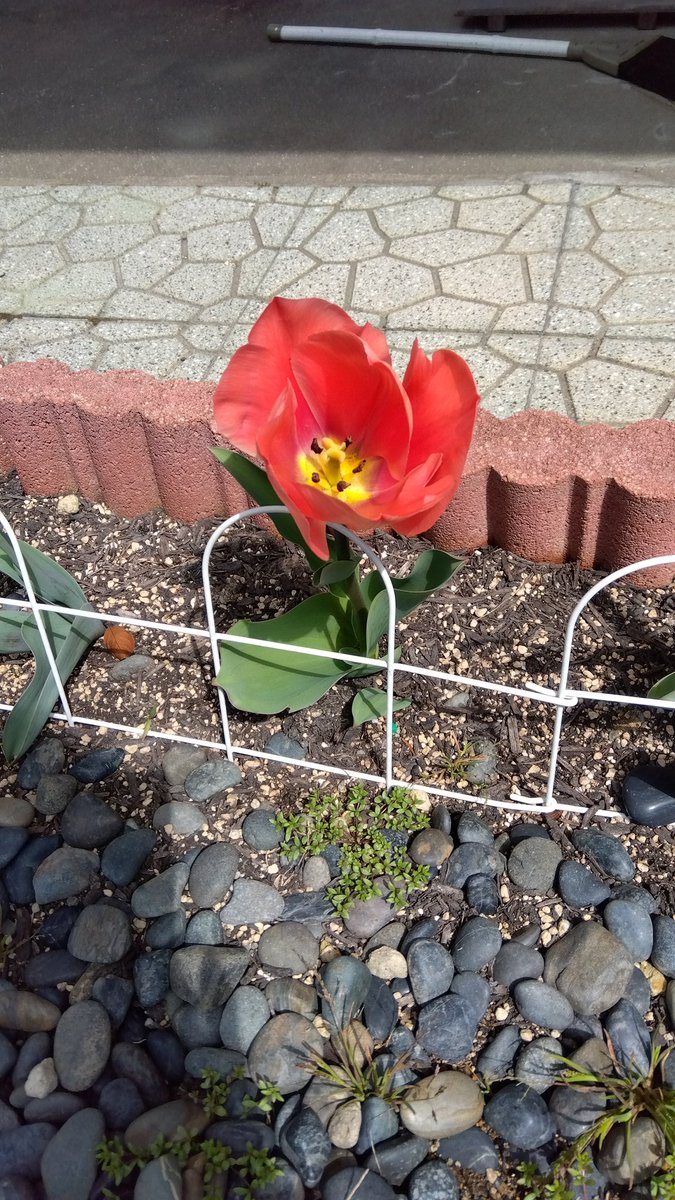 RONRONR20020813's tweet photo. 🌷が咲いたよ🤗 https://t.co/nSAAM508zL