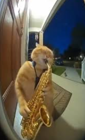 Leonardo Pigeonacci tweet media