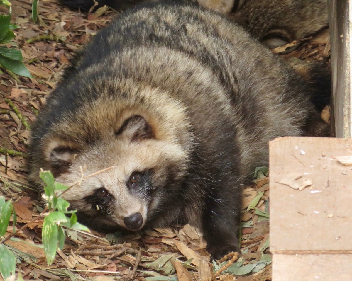 たちだコロネ tweet media