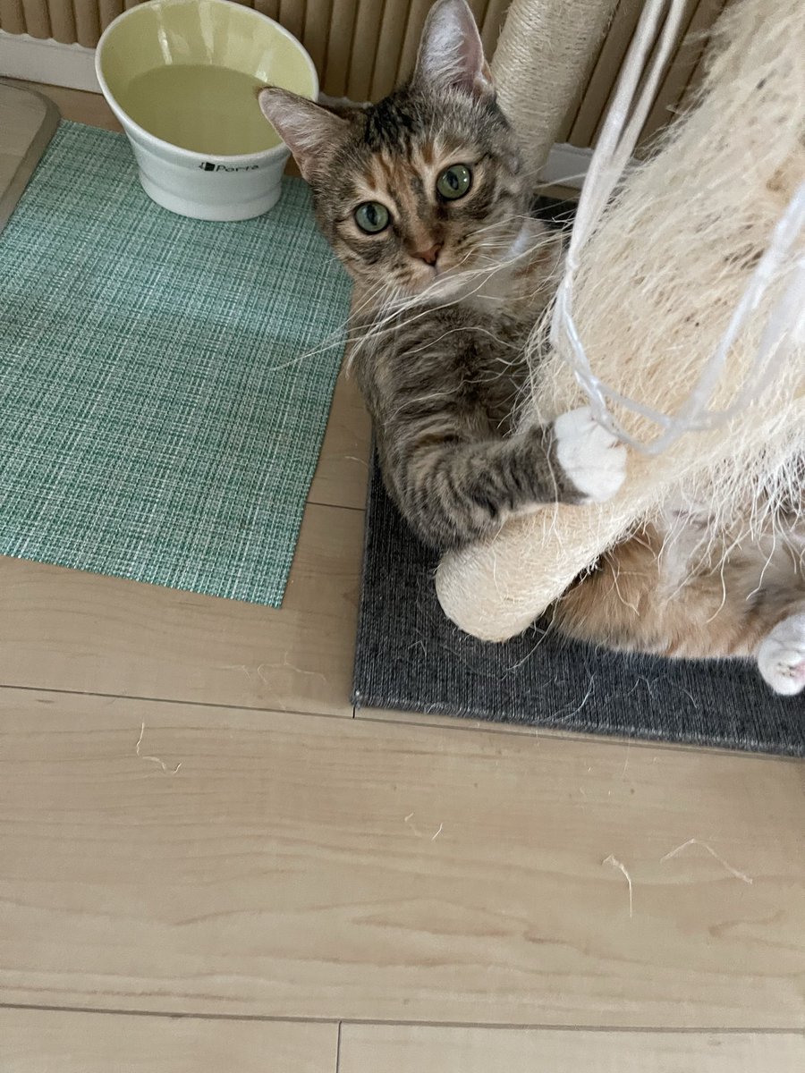 うめのこんぶ tweet media