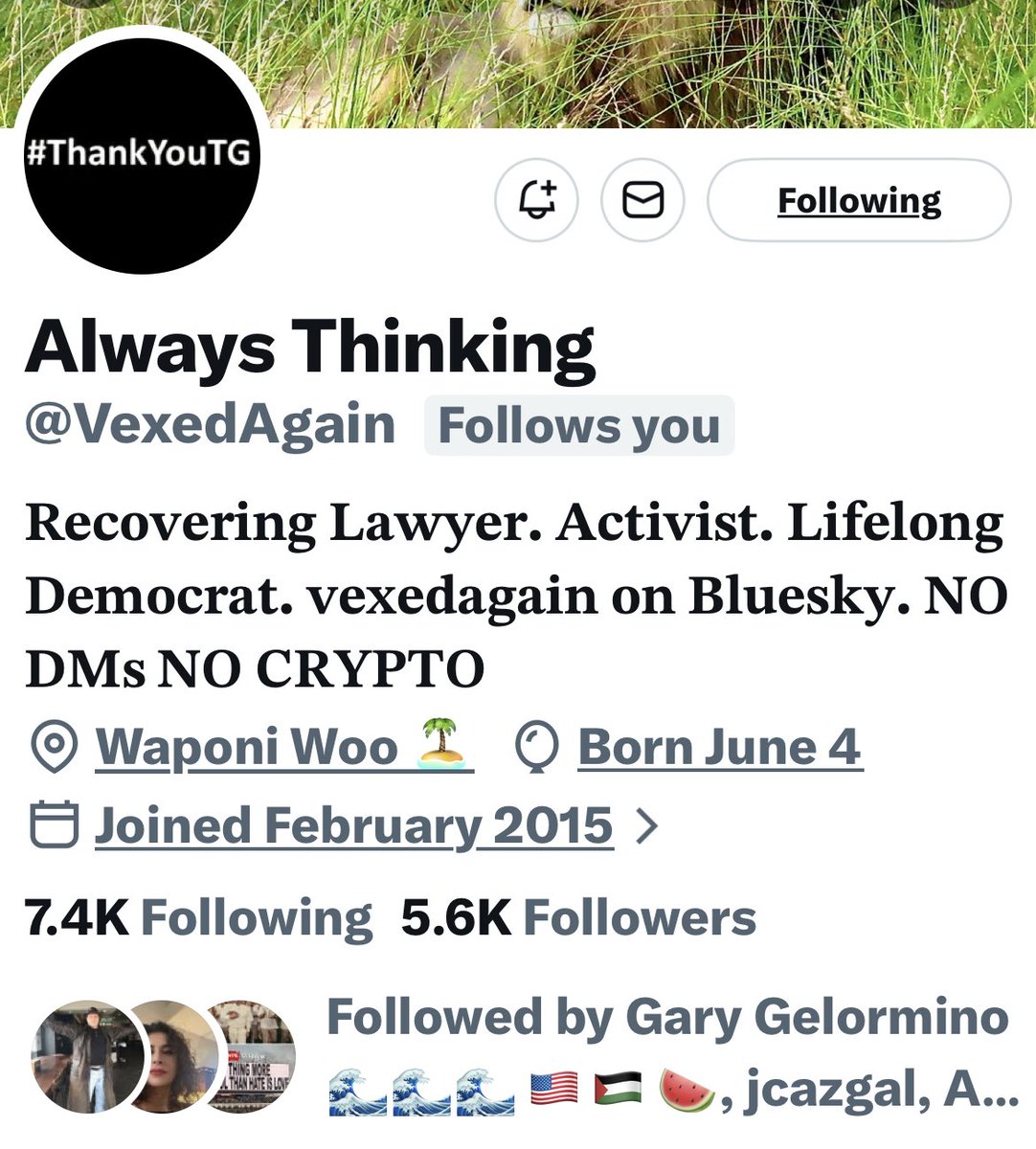 Turquoise Cat tweet media