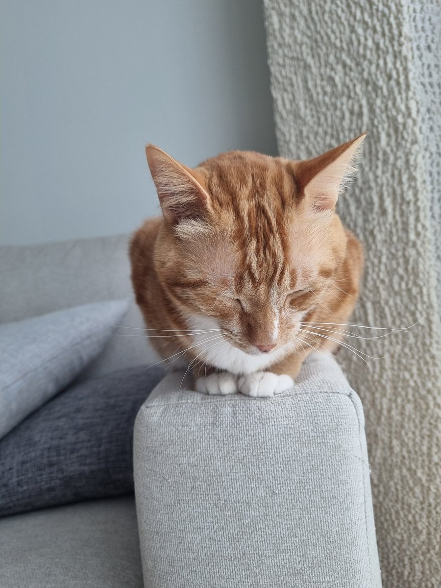 치즈냐옹 tweet media