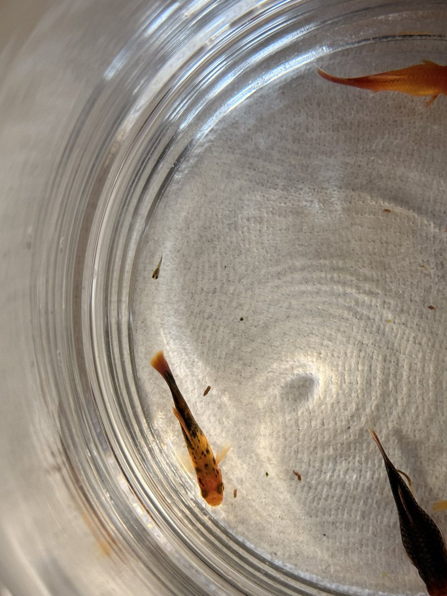 Ruby 🇺🇸 tweet media